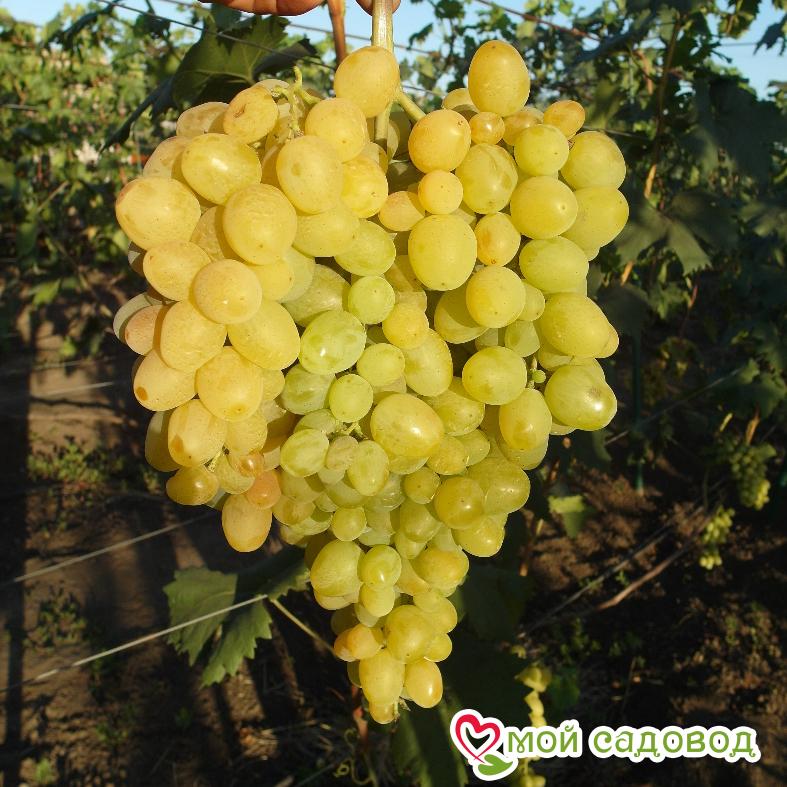 Виноград Супер Экстра