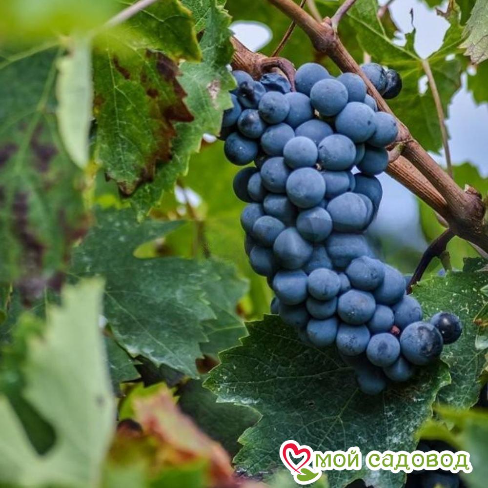 Ароматный и сладкий виноград "Августа"