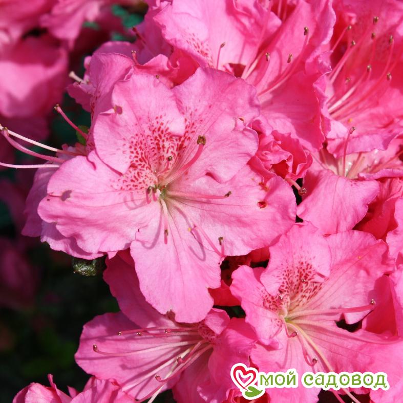 Азалия/Рододендрон японская "Кирстин"