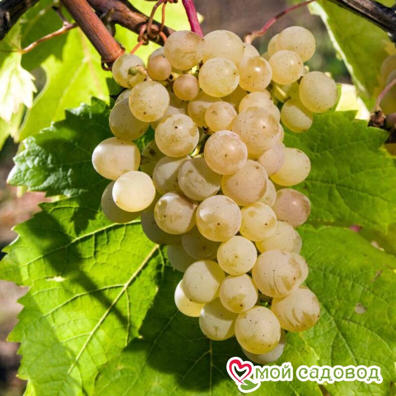 Виноград Виорика